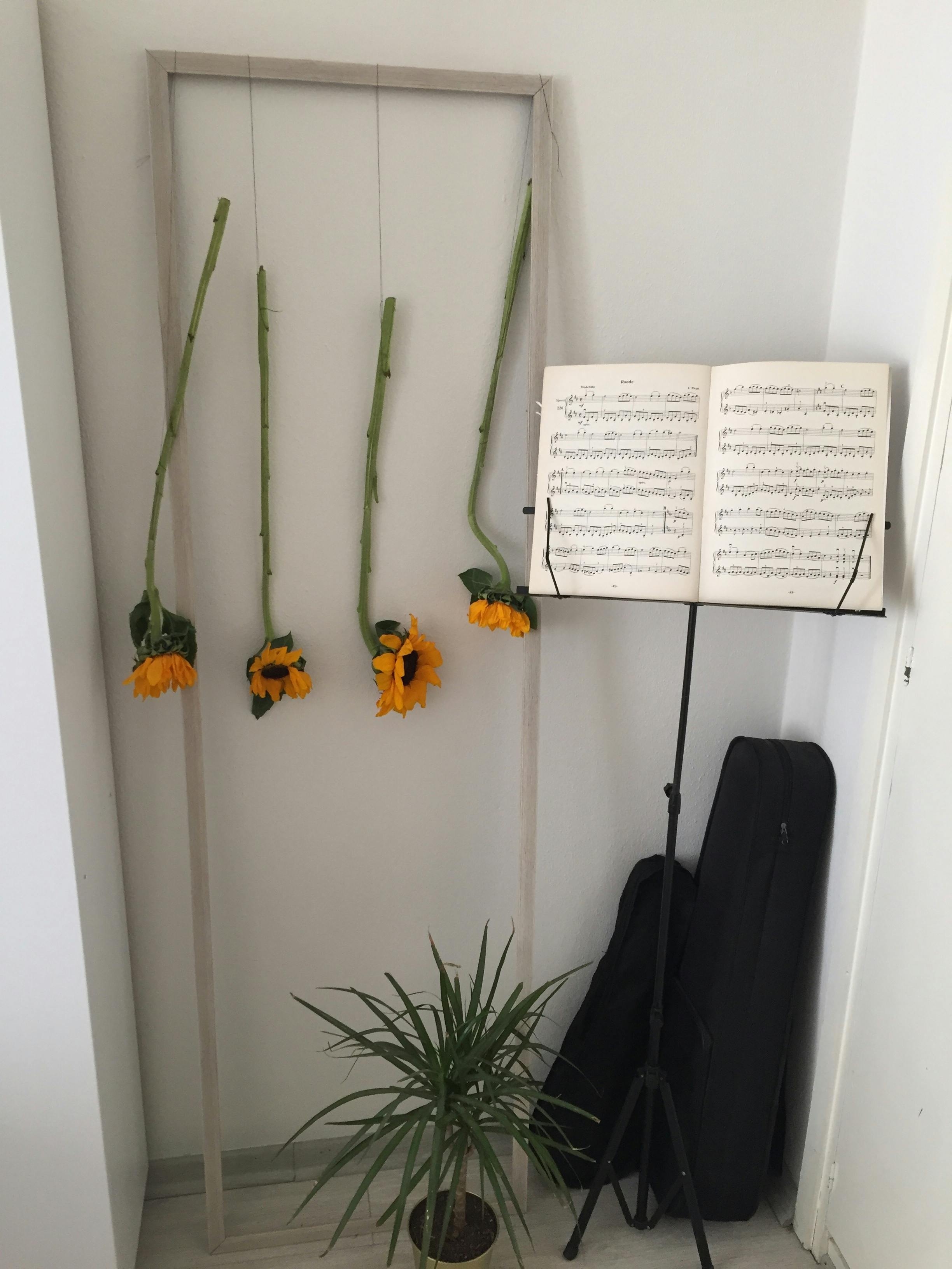 Creative display of hanging sunflowers next to a music stand in a minimalist indoor setting.