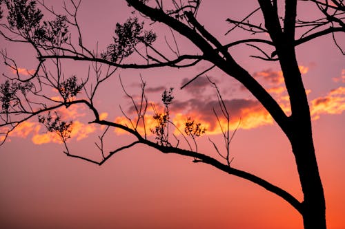 Foto stok gratis awan, bayangan hitam, bersuasana petang