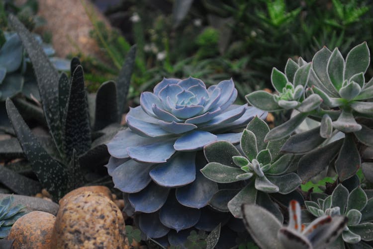 Echeveria Succulents And Panda Plant Closeup Photography