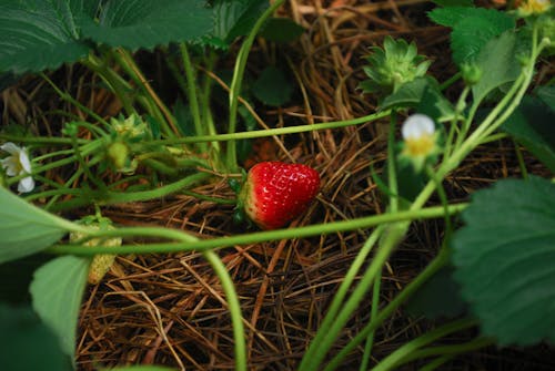 무료 딸기의 무료 스톡 사진