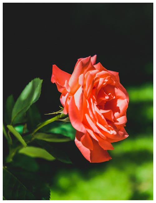 Red Rose in Bloom