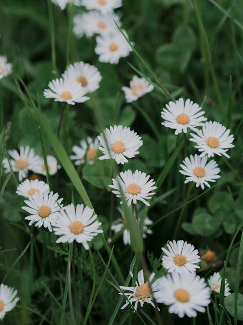 Free White Daisy Flowers in Bloom Stock Photo