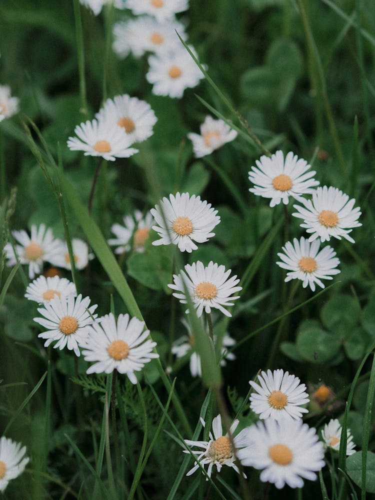 White Daisy Flowers In Bloom