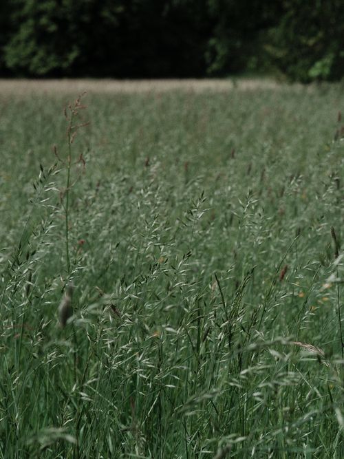 Free A peaceful scene of lush green grass swaying in a summer field. Stock Photo
