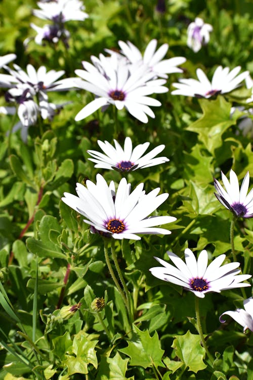 White and Purple Flowers in the Garden