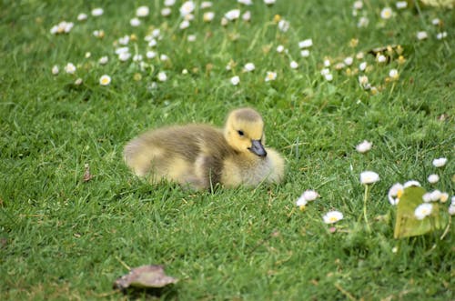 Yellow Duckling on Green Grass Field