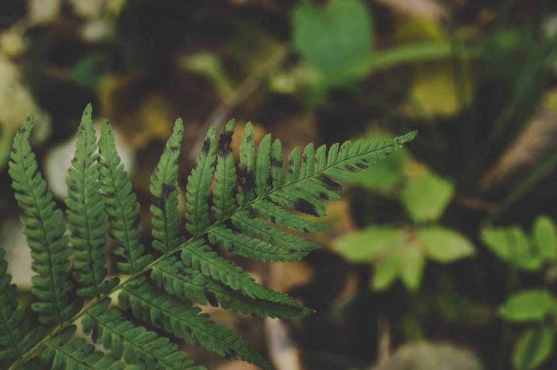 Free Close-up Photography of a Leaf Stock Photo