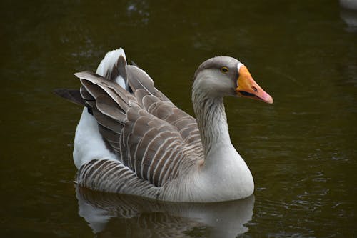 A Beautiful Gray Goose on the  Lake