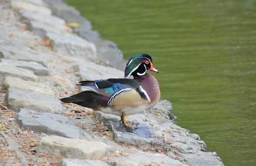 Imagine de stoc gratuită din a închide, fotografie de animale, pasăre