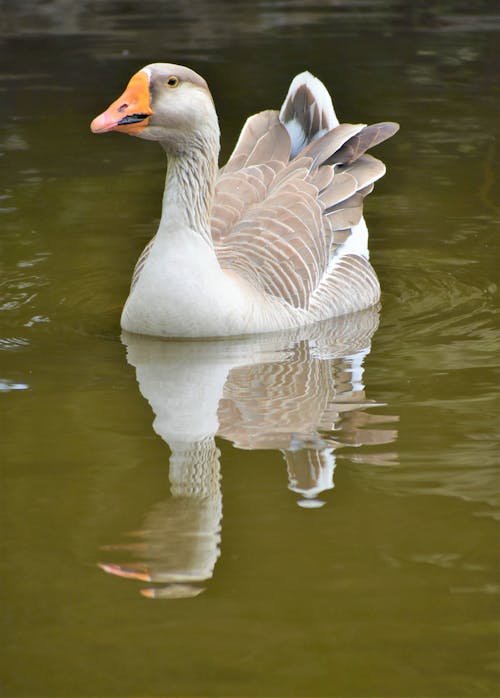 White Duck on the Lake