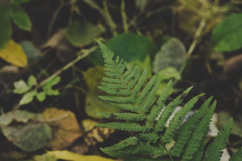 Free Close-Up Photography of Fern Stock Photo