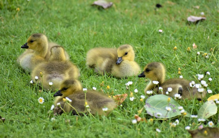 Baby Ducks On Grass Outdoors