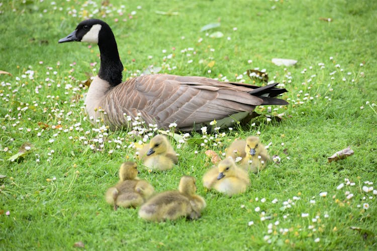 Mama Goose And Flock Of Goslings Resting On Grass