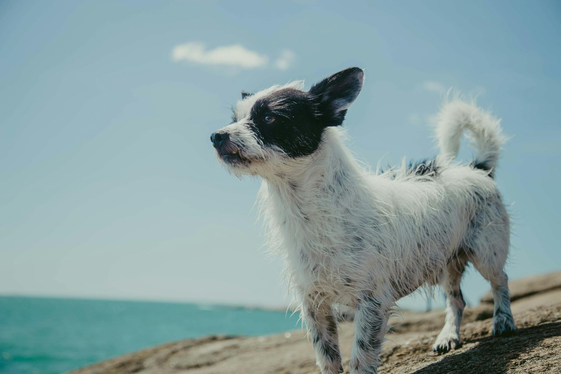 Adult Short-coated White and Black Dog on Gray Stone Near Body of Water