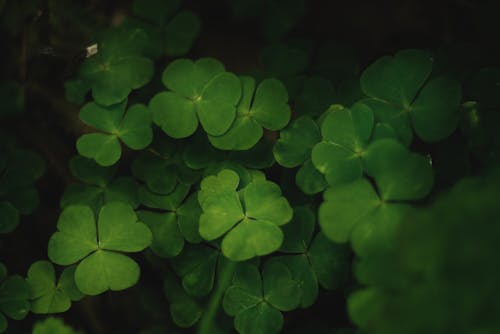 Green Leaves in Close Up Photography