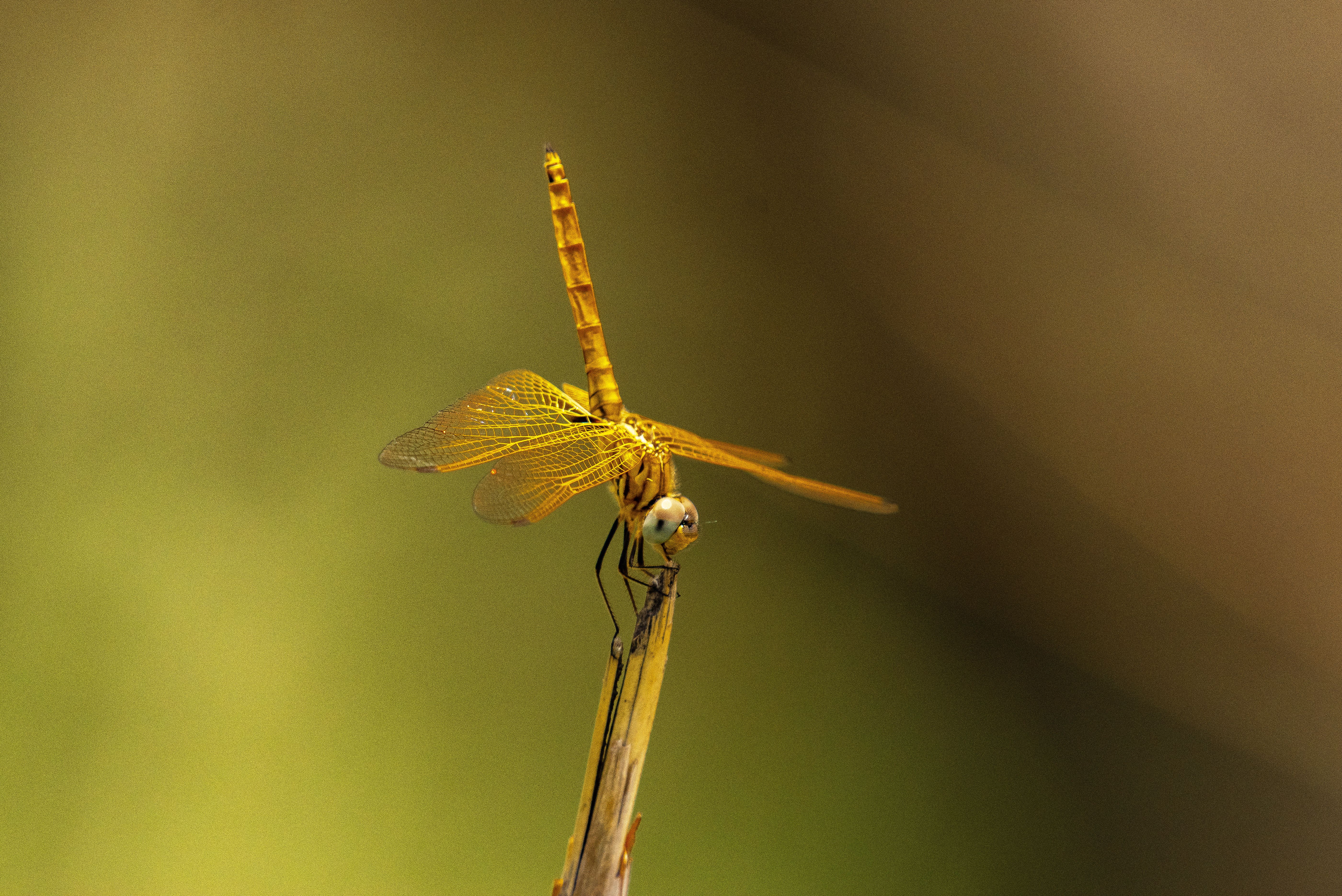 Close-up of Dragonfly Sitting on Blur Background · Free Stock Photo