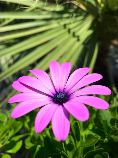 Foto stok gratis bunga yang indah, warna