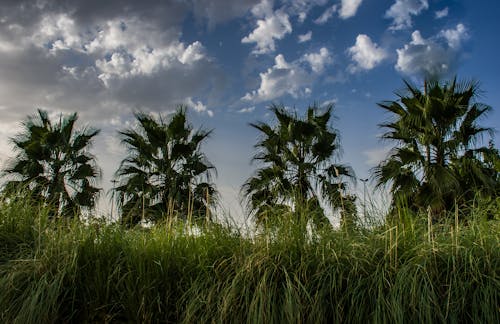 Kostnadsfri bild av festival av färger, palm, vacker natur