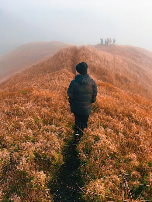 Free stock photo of grass field, grass land, mother nature