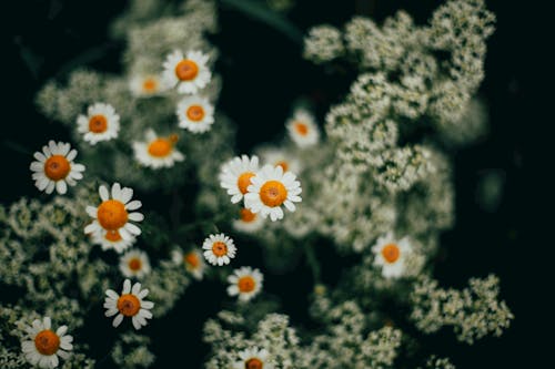 คลังภาพถ่ายฟรี ของ การถ่ายภาพดอกไม้, ดอกคาโมไมล์, ดอกไม้