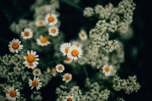 Close Up Photo of Chamomile