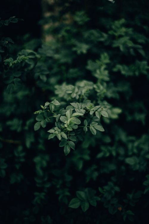 Free Close-up of green leaves showcasing nature and depth of field, creating a serene and natural ambiance. Stock Photo
