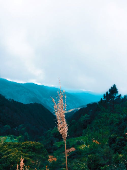 Free stock photo of grass field, grass land, mother nature