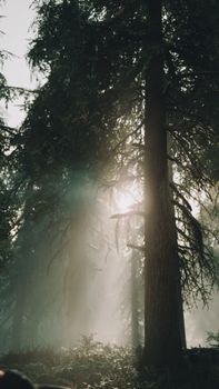 Capture the tranquil beauty of sunbeams filtering through a foggy forest, creating a moody ambiance.
