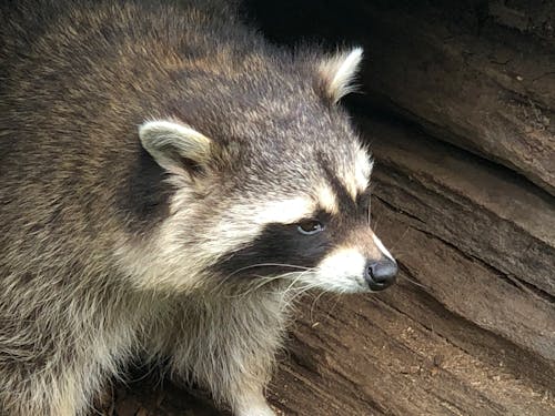 Free stock photo of raccoon Stock Photo