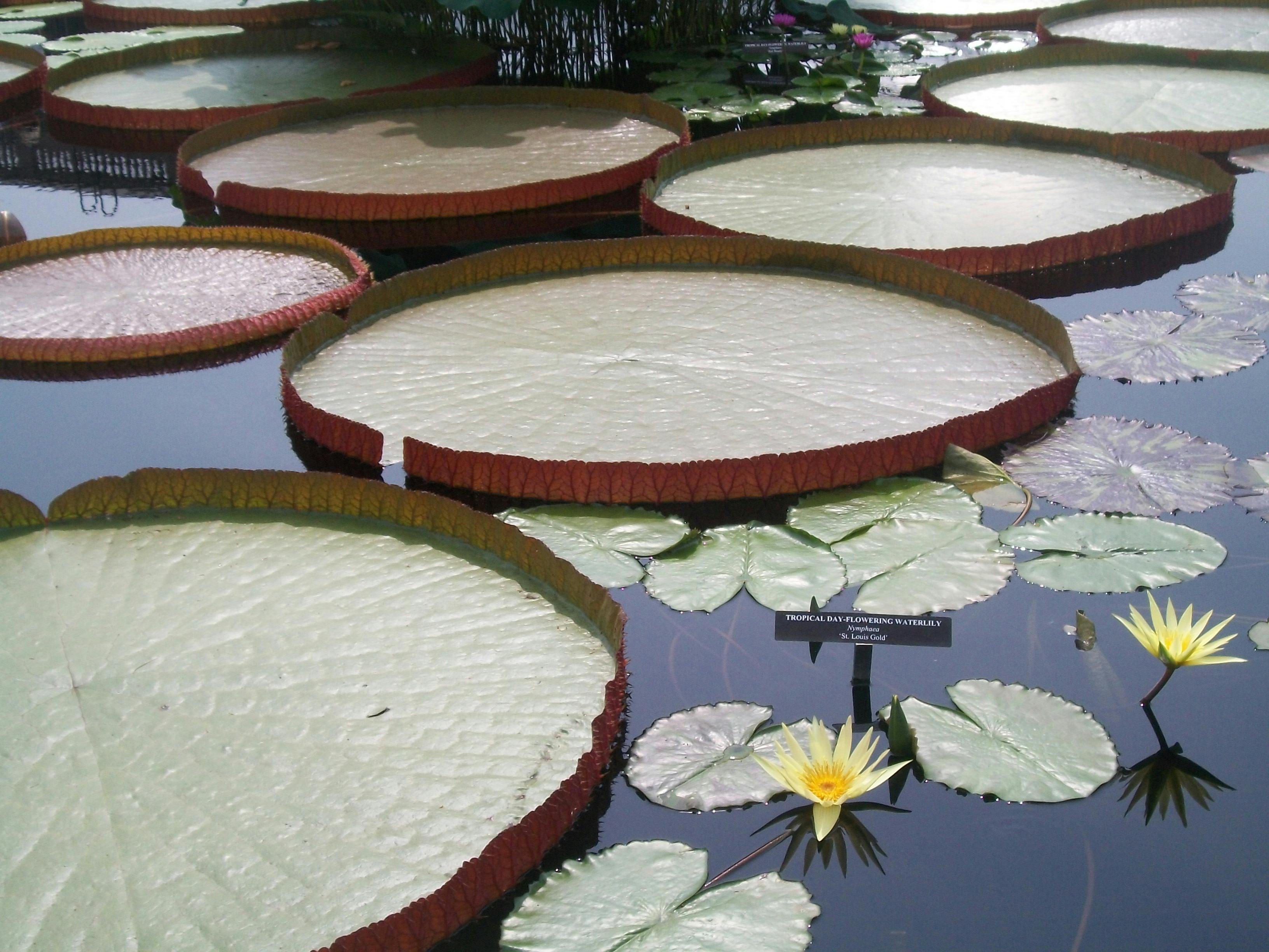 Free stock photo of giant lily pad like plants