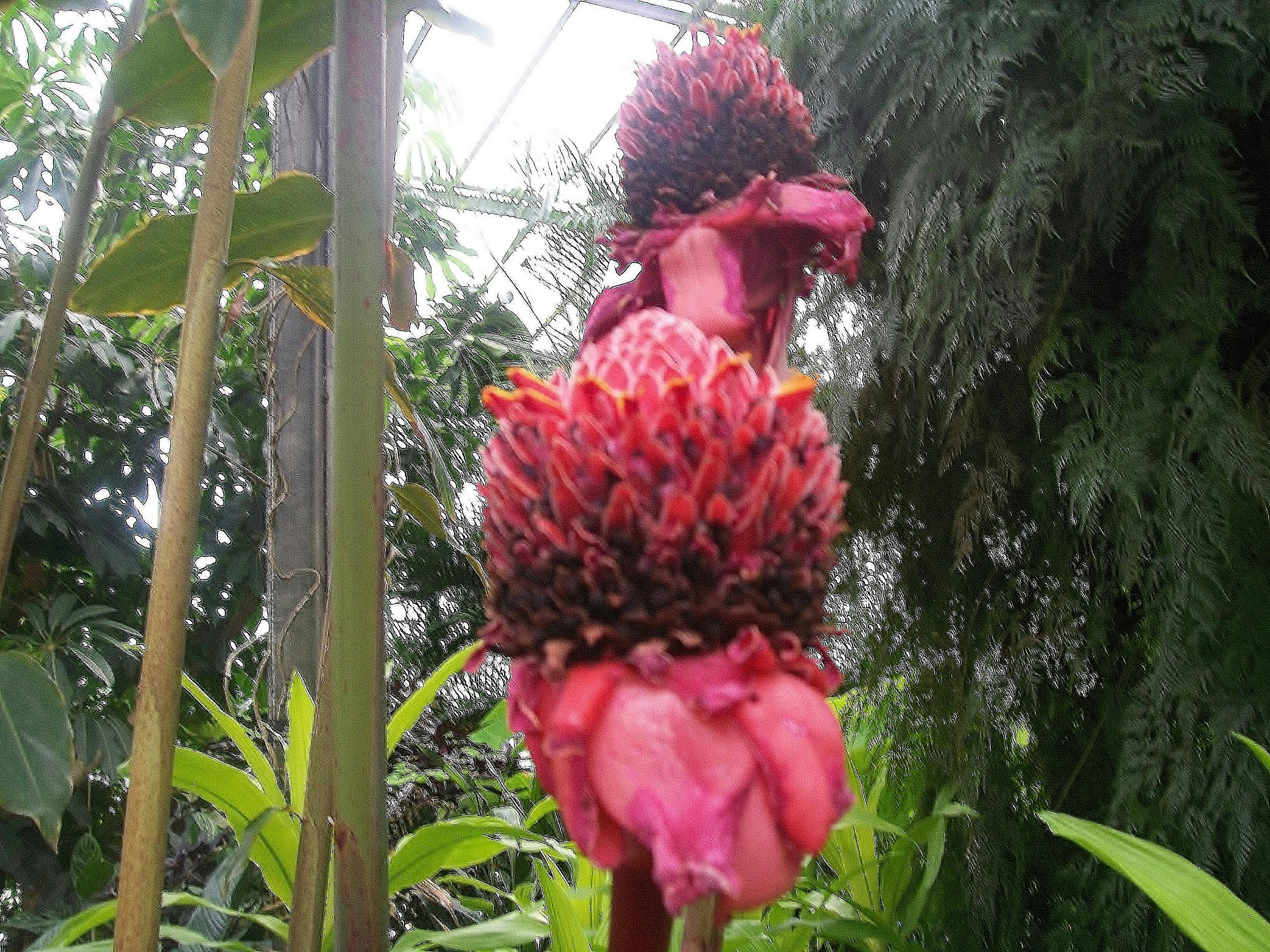 Free stock photo of exotic fushia plant