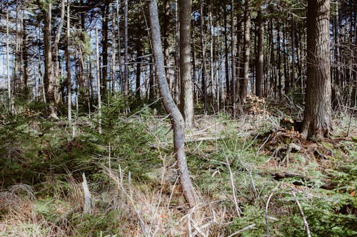 Ilmainen kuvapankkikuva tunnisteilla lehto, luonto, metsä