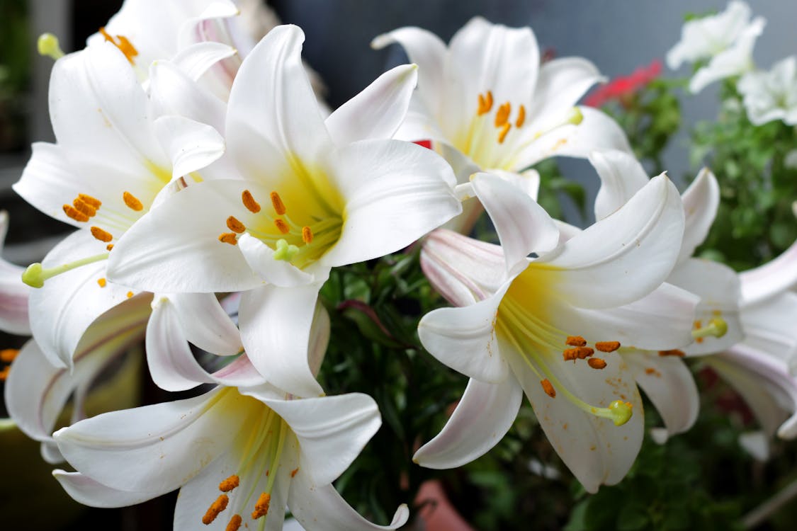 Free Close-Up Shot of White Lilies Stock Photo