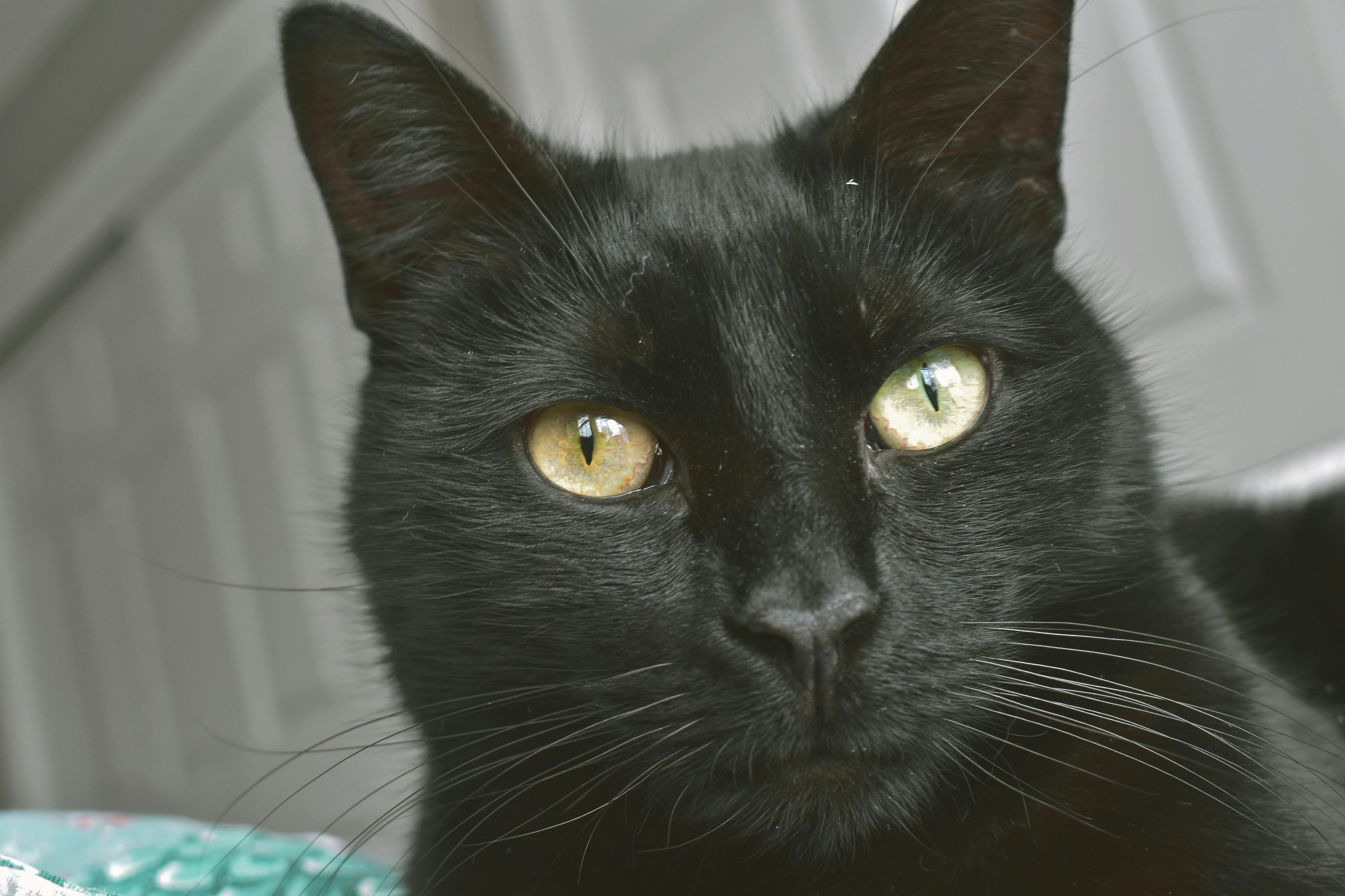 Free stock photo of #cat #black #kitty #animal #cute #aesthetic #photo