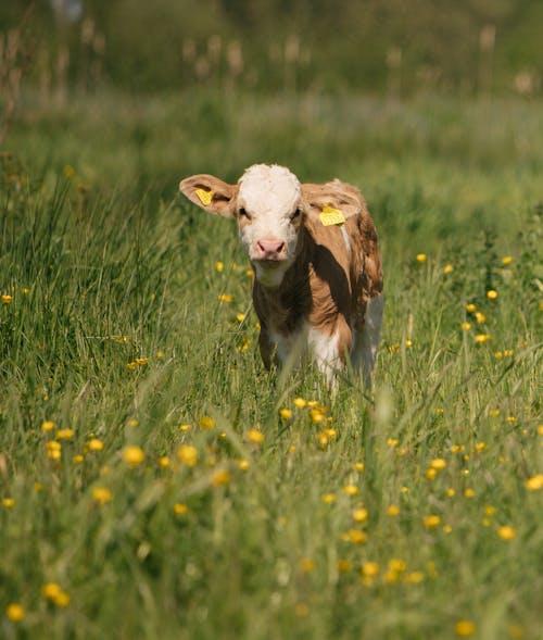 Bezpłatne Darmowe zdjęcie z galerii z cielę, krowa, łąka Zdjęcie z galerii