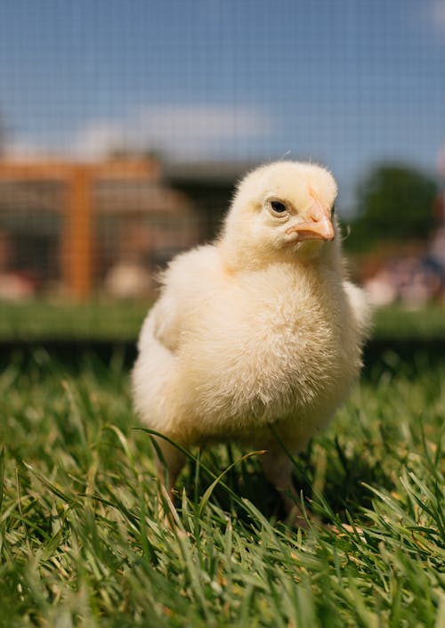 Close-Up Photograph of a Yellow Chick on Green Grass