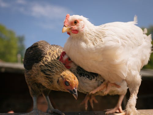 White and Brown Chicken