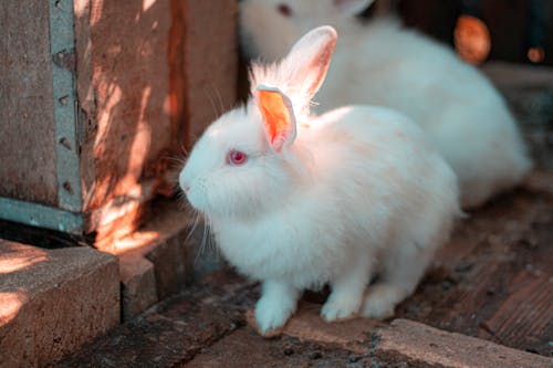 Foto d'estoc gratuïta de animal viu, conill blanc, poble