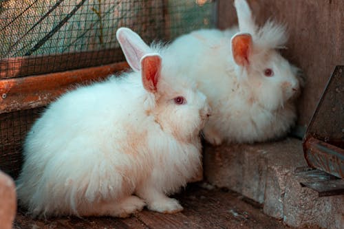 Бесплатное стоковое фото с белый кролик, деревня, животноводство