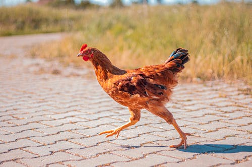 Foto stok gratis ayam, berlari, binatang