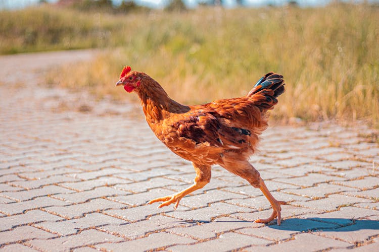 Chicken Running On Pavement