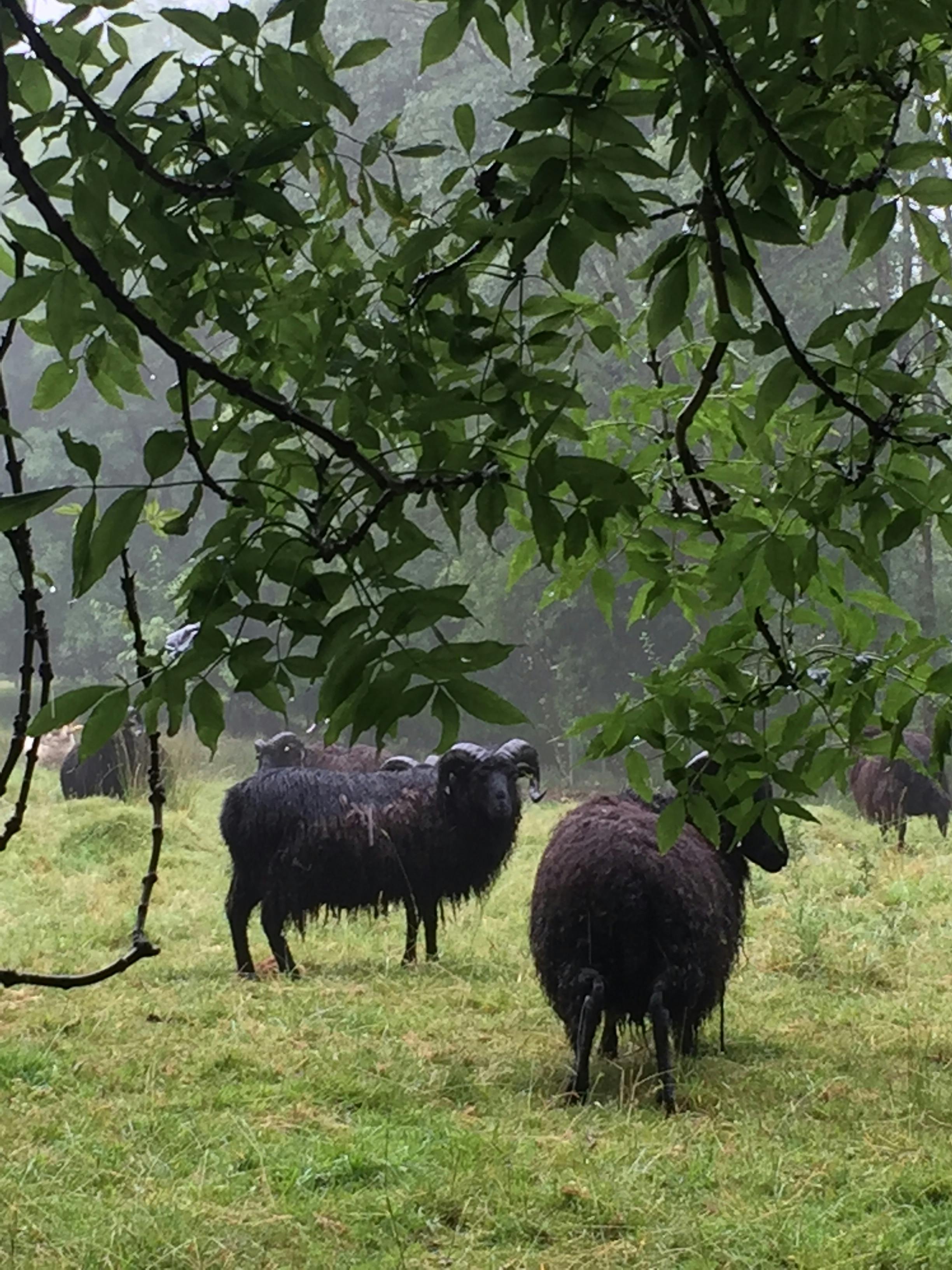 Free stock photo of black sheep