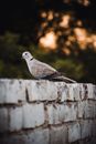 Bird Perched on Gray Brick Fence