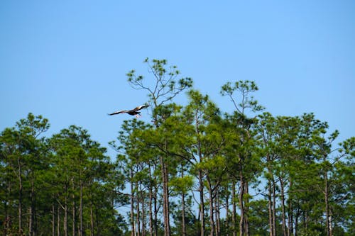 Imagine de stoc gratuită din rață zburatoare