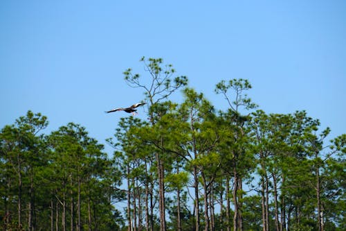 Free stock photo of flying duck