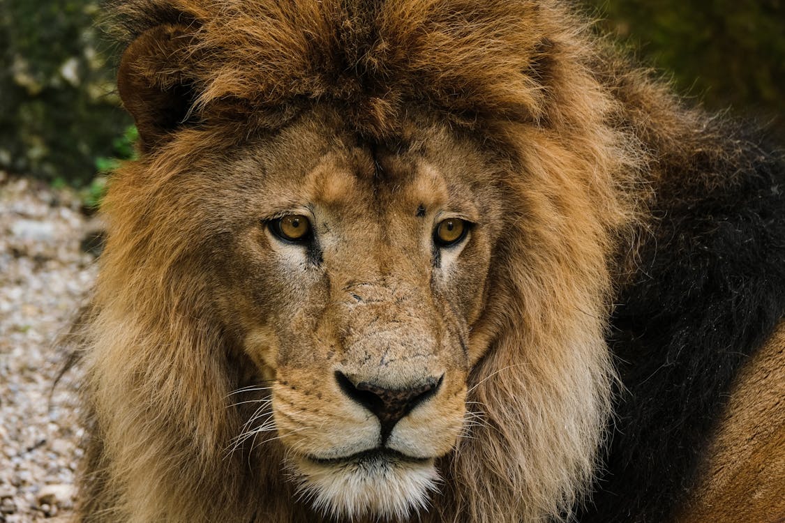 A Lion's Face in Close-up Shot