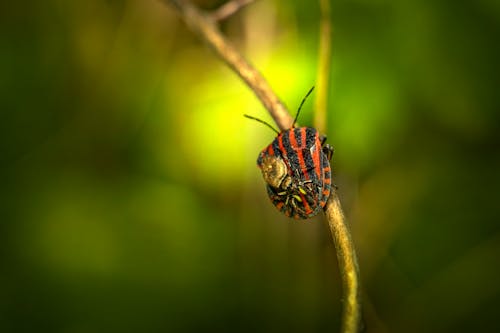 Ilmainen kuvapankkikuva tunnisteilla eläin, hyönteinen, italialainen raidallinen kovakuoriainen