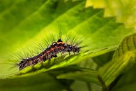 Free stock photo of animal, autumn, beauty in nature