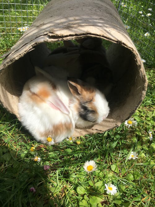 無料 ウサギ, かわいらしい, バニーの無料の写真素材 写真素材