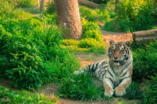 A serene image of a tiger resting amidst lush greenery, capturing the essence of wildlife in natural habitat.